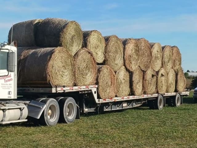 Round hay bales on trailer