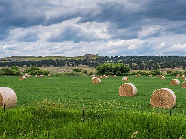 Round hay bales in field